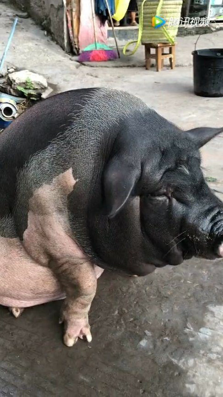 说是宠物猪,五个月已经200斤了