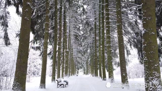 雪天散步,看一下白俄罗斯冬天的树林里什么样