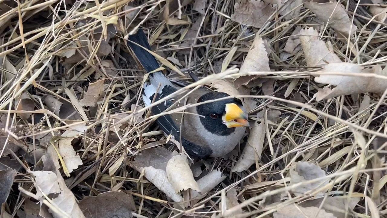 听到惨叫声不绝于耳,原来是一只受伤的黄嘴鸟,大家有认识的吗.