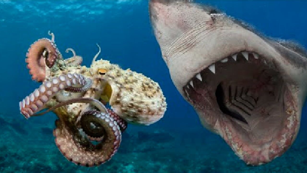 鲨鱼vs章鱼图片