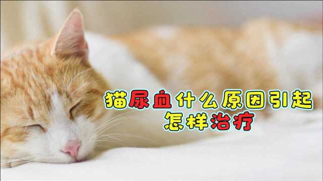 猫尿血什么原因引起,怎样治疗