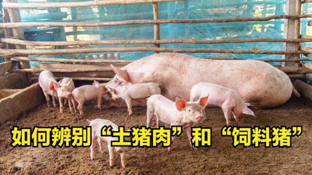 扬哥:教你如何辨别“土猪肉”和“饲料猪”