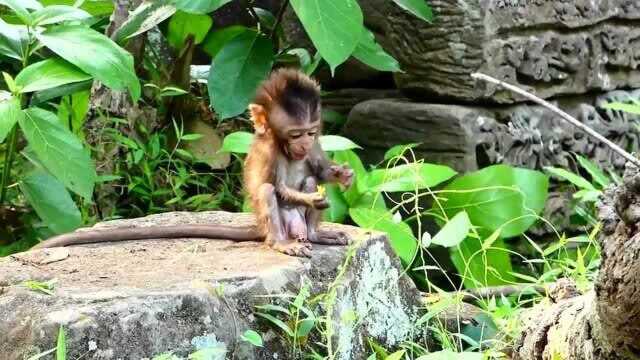 小猴子和妈妈走丢了,坚强地学习生存本领