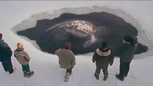 3头鲸鱼被困冰下，人们一夜凿出425个冰洞，帮助鲸鱼换气！
