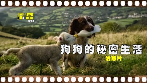 会给小羊羔喂奶的狗狗，这部纪录片太治愈了，《狗狗的秘密生活》