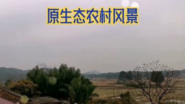 湖南原生态农村风景,吊久了城市的喧哗,回归安逸农村你喜欢吗