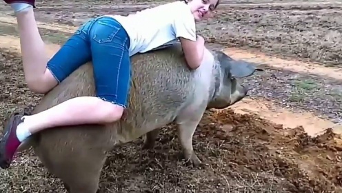 男子趁猪不注意，直接骑上猪背，下秒笑出猪叫声！