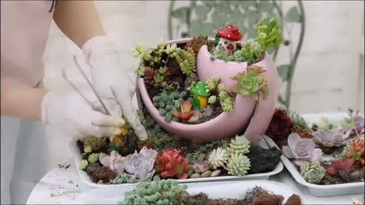18款多肉植物创意种植,每款都个性十足,总有一款让你心动不已