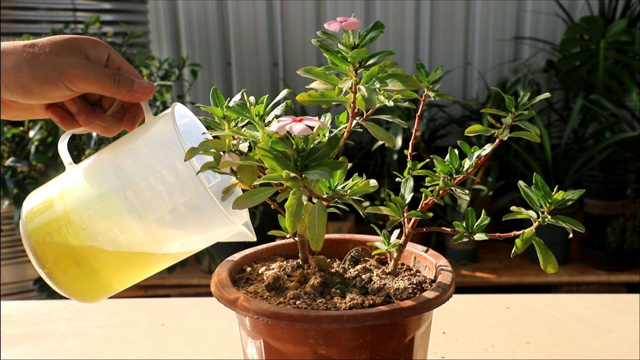 春天养长春花,必须满足3件事,天天开花大爆盆