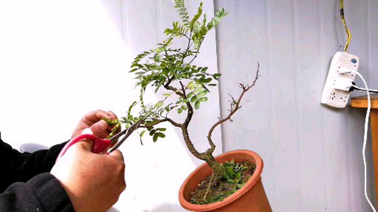 掌上清香木的造型与上盆