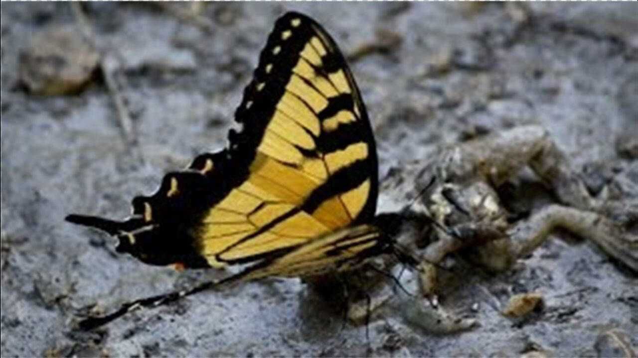 蝴蝶趴在青蛙身上不离去这是咋回事莫非这家伙想吃肉