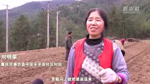 重庆奉节:农技指导与农资保障“双管齐下”助春耕