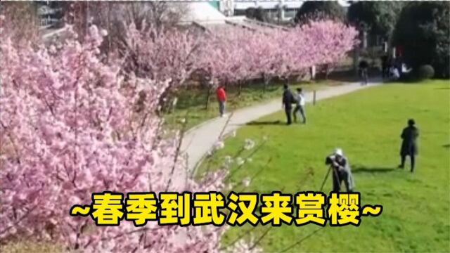 春季到武汉来赏樱!湖北武汉开启2021赏花季