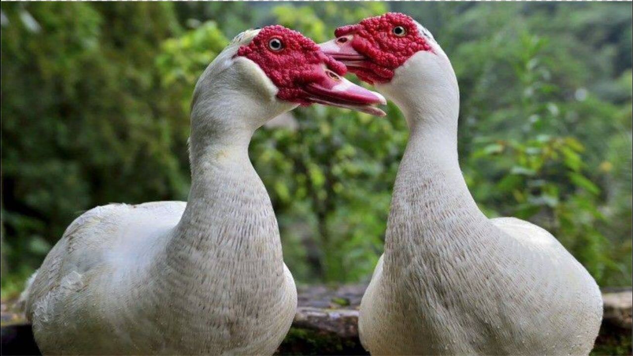鹅和鸭杂交会生出什么?说出来你可能不信,这也太吓人了