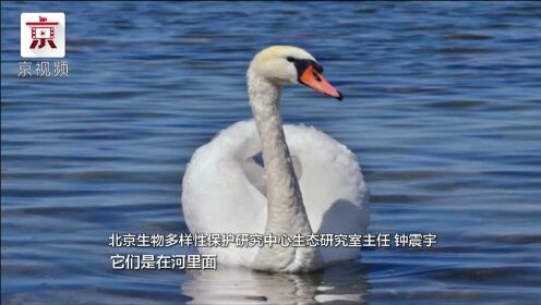 “贵客”光临！北京凉水河迎来疣鼻天鹅