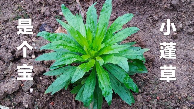 常见植物小蓬草煮水,好多人不知它是宝,到底有啥价值?