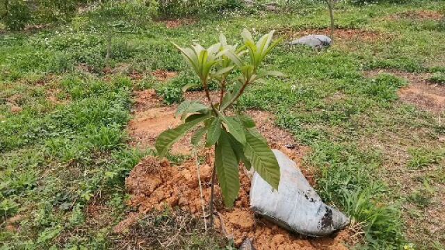 种植妈咪果(麻美)记得打顶修剪,要不然徒长一条树干