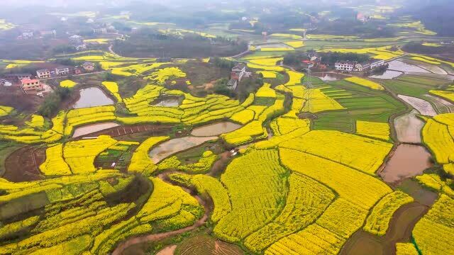 三月春光美:航拍衡南县三塘镇大山村,油菜花开时美出新天际