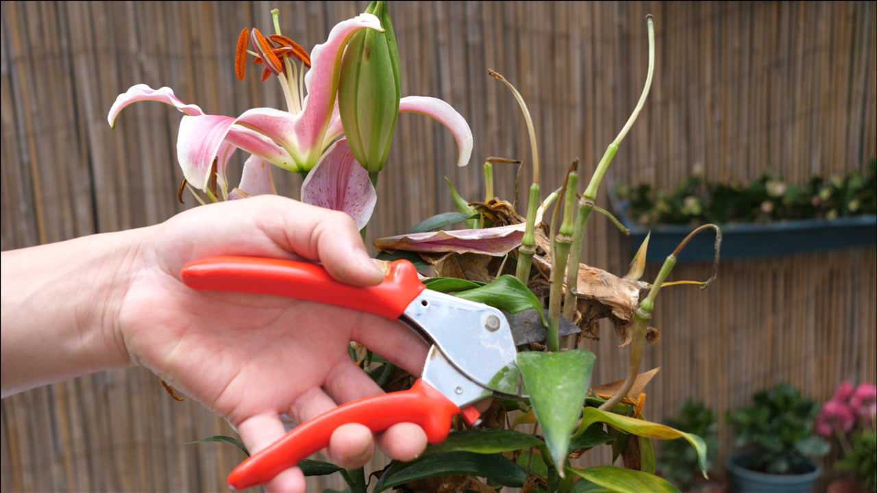 百合花不要扔这样剪几刀,很快又能二次开花