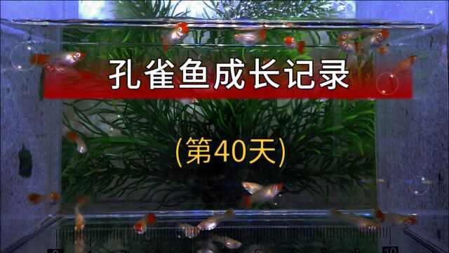 孔雀鱼苗成长记录第40天,鱼捞头+吸盘=水蚯蚓/红线虫喂食圈