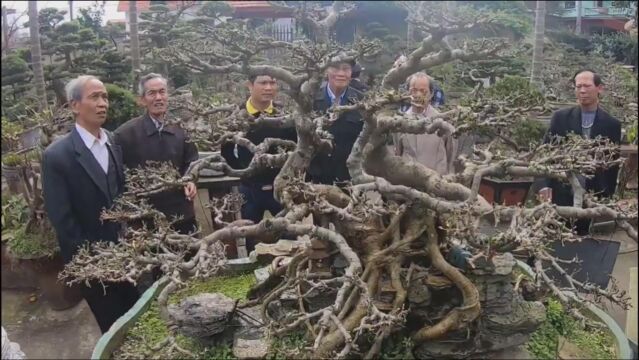 树桩盆景,好多人围观品鉴,近看犹如“参天大树”,令人大饱眼福