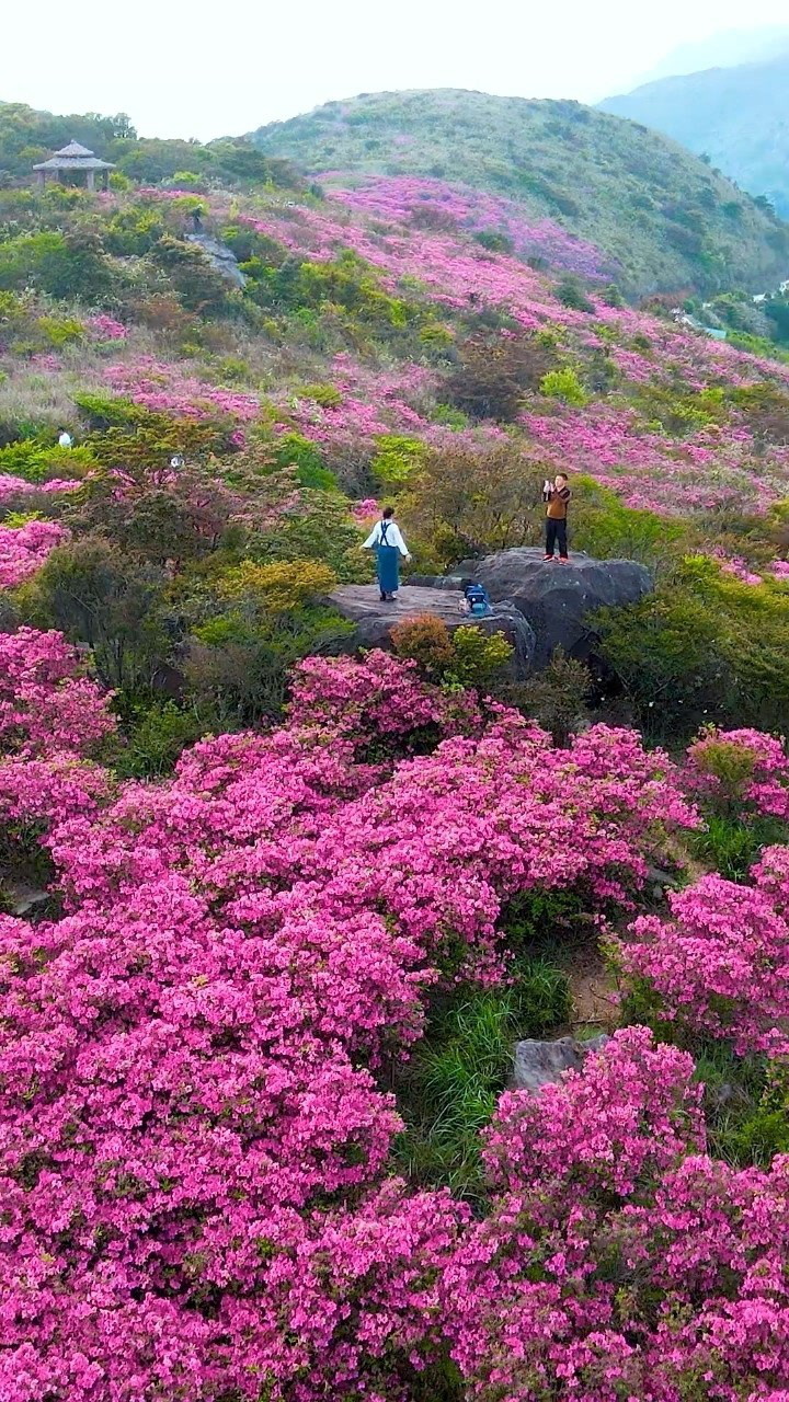 广东省潮州市凤凰山上的杜鹃花盛开了