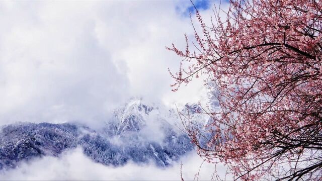 藏北网红桃花谷打卡点,嘉黎县尼屋乡