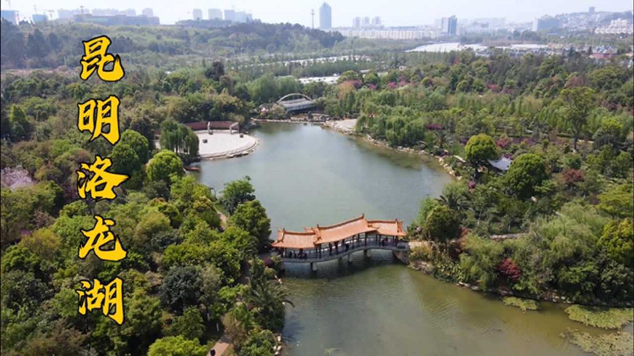 昆明呈贡洛龙公园,风景太好了,要看樱花的赶快来了