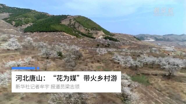 河北唐山:“花为媒”带火乡村游