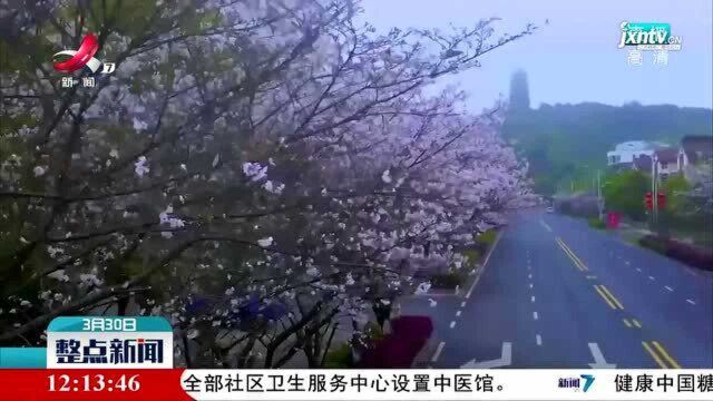 【春光无限好】吉安:这里有条樱花路