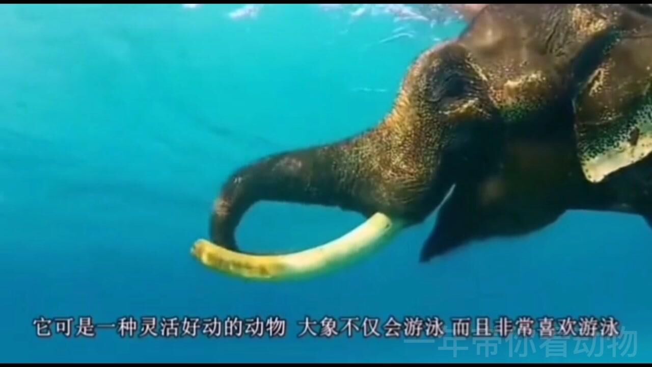 大象，这么庞大的陆生动物竟然会游泳，是真的颠覆了我对大象的认知_高清