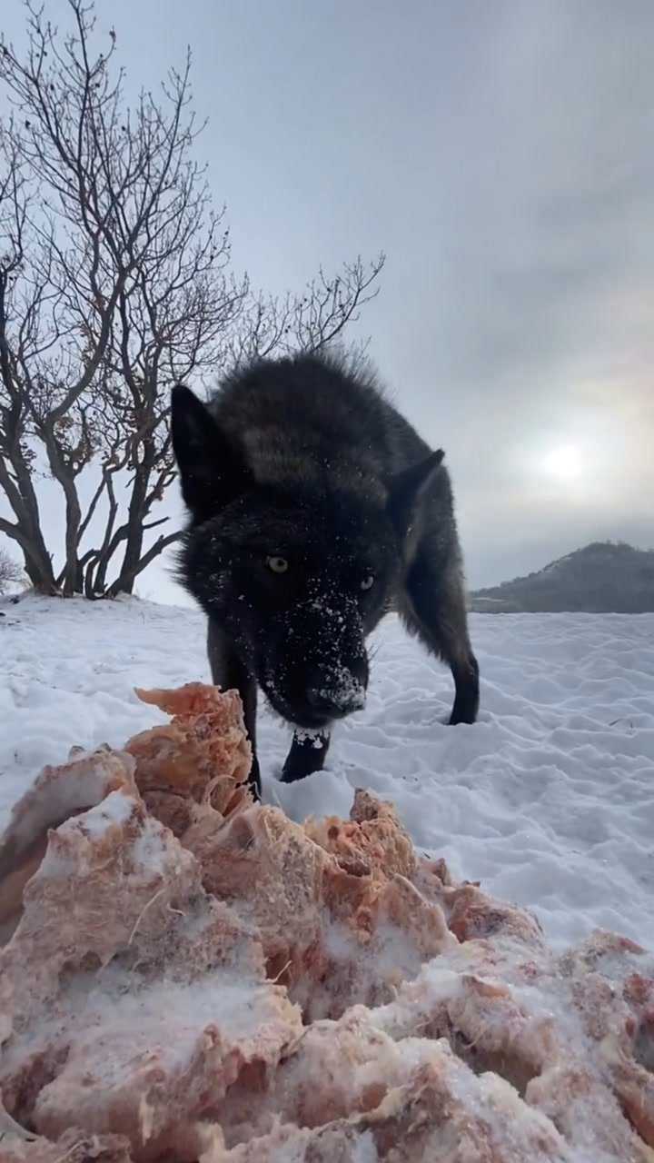 黑狼比较狠还是大灰狼