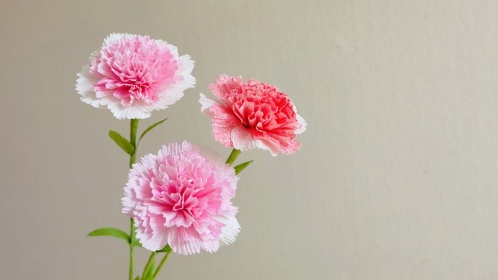 渐变皱纹纸康乃馨手工花教程