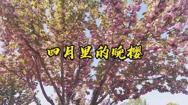 四月里的晚樱,花叶婆娑,但见落红遍地!