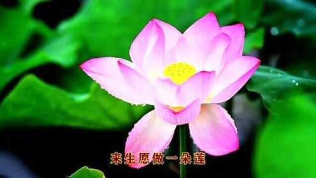 听一首《来生愿做一朵莲》,静心之曲,无限循环!