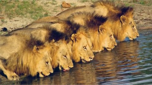 6头雄狮组成最强联盟，1年吃掉100头其他狮子，称霸非洲！