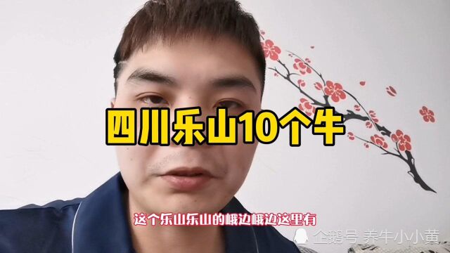 四川乐山峨边这10个牛质量一般般,不知道价钱贵不贵呢