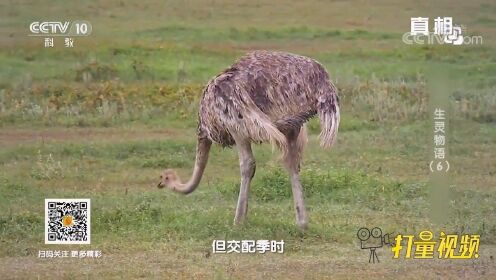 [图]千万别惹毛鸵鸟！被鸵鸟一顿爆踢，再猛的野兽也有生命危险