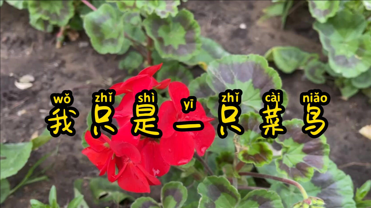 《我是一只小菜鸟》,破锣嗓子玻璃心,管他好听不好听,听就完了