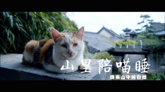 山里陪喵睡|终南山古庙听蝉