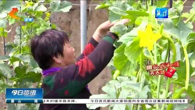 邯郸:新技术助力乡村农业 温室瓜果卖到脱销