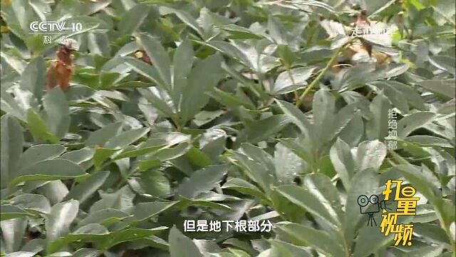 仙茅作为补肾壮阳药,对治疗抑郁症竟也有奇效?涨知识