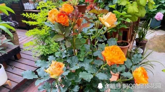 月季花火焰,把月季的优点都集于一身