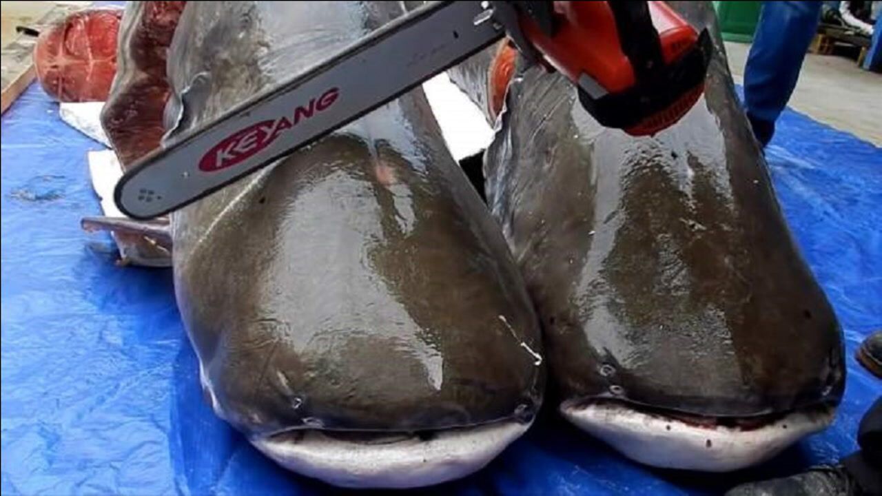 这鱼难不成有铜皮铁骨用电锯锯了半天鱼皮都完好无损