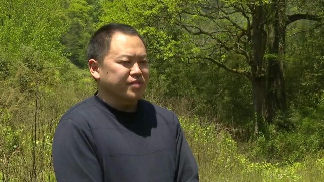 视频|重庆黔江“夫妻树” 相濡以沫300年