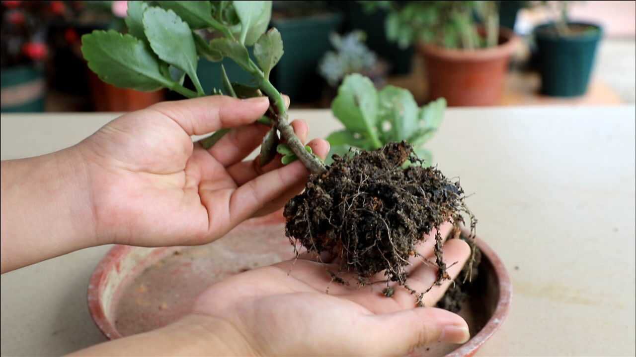 扦插长寿花最好用的壮根水一个月长出满盆根系