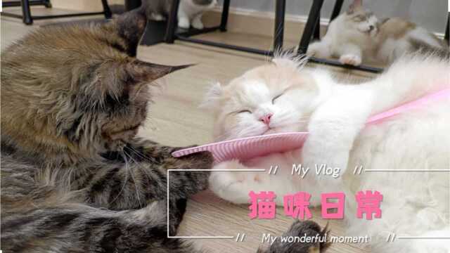 猫咖猫咪小日常