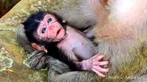 世界上最傻的猴子图片