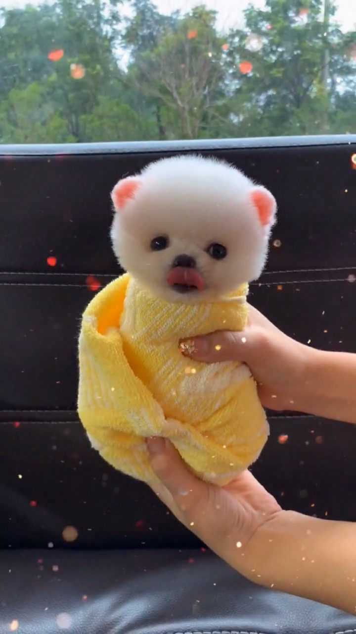 这么可爱的茶杯犬你喜欢吗