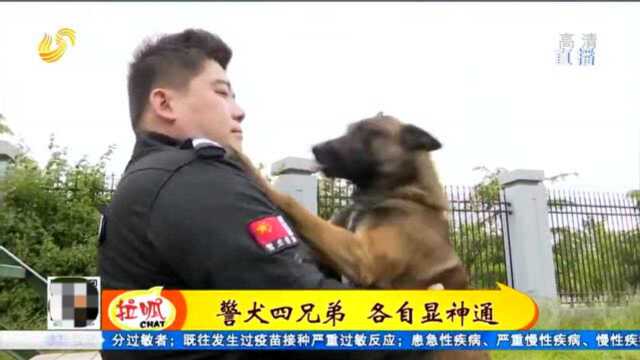 青岛:排爆!搜救!安保!工作犬养成记